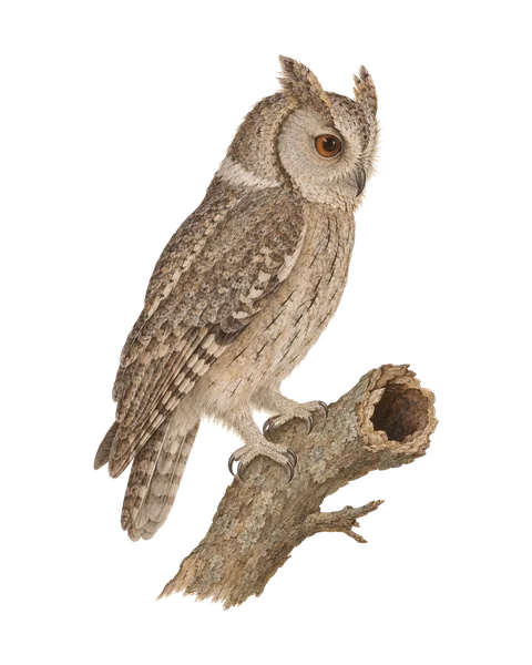 Indian Scops-Owl, after the Company School.