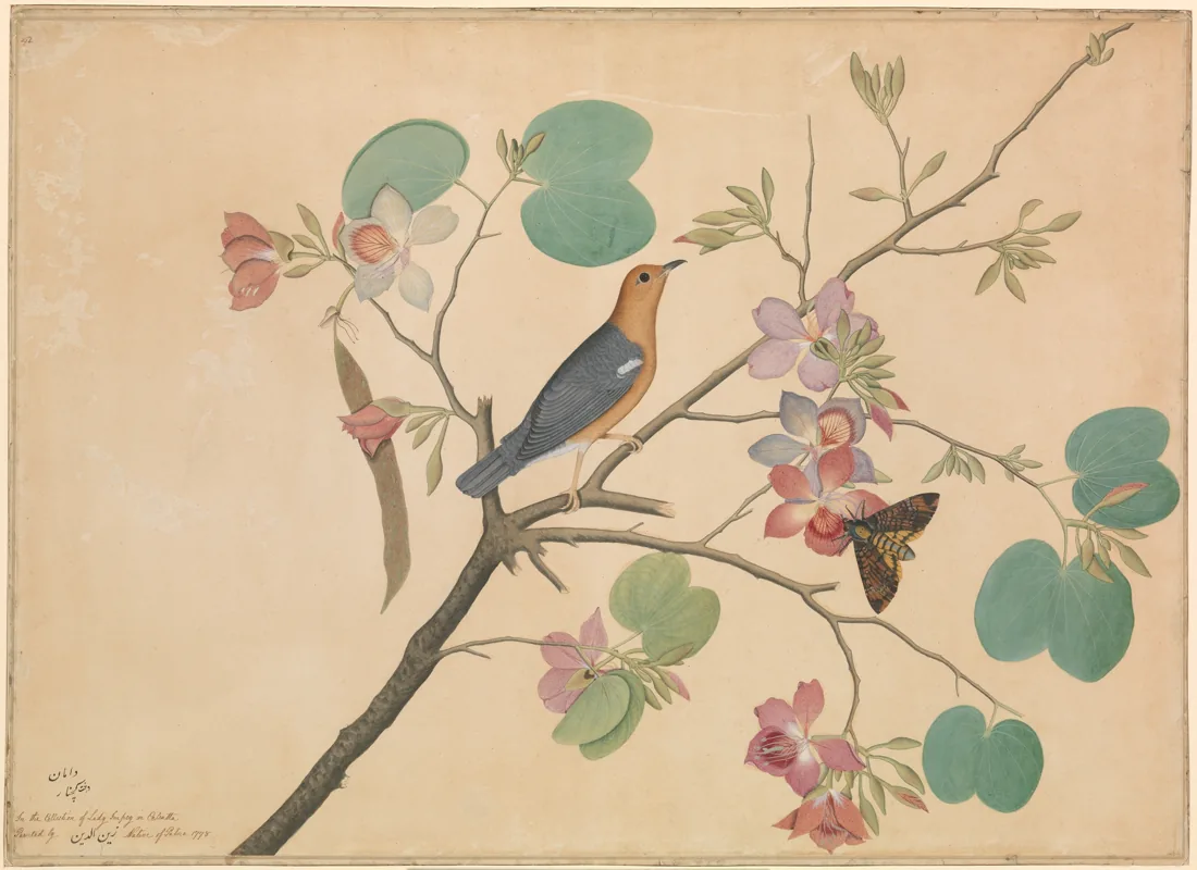 Zain al-Din's painting of an orange-headed thrush on a kachnar branch, with a death's-head moth.